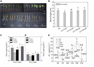 Arginine Increases Tolerance to Nitrogen Deficiency in Malus hupehensis via Alterations in Photosynthetic Capacity and Amino Acids Metabolism